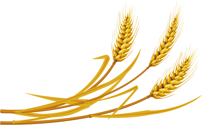 gold wheat 2